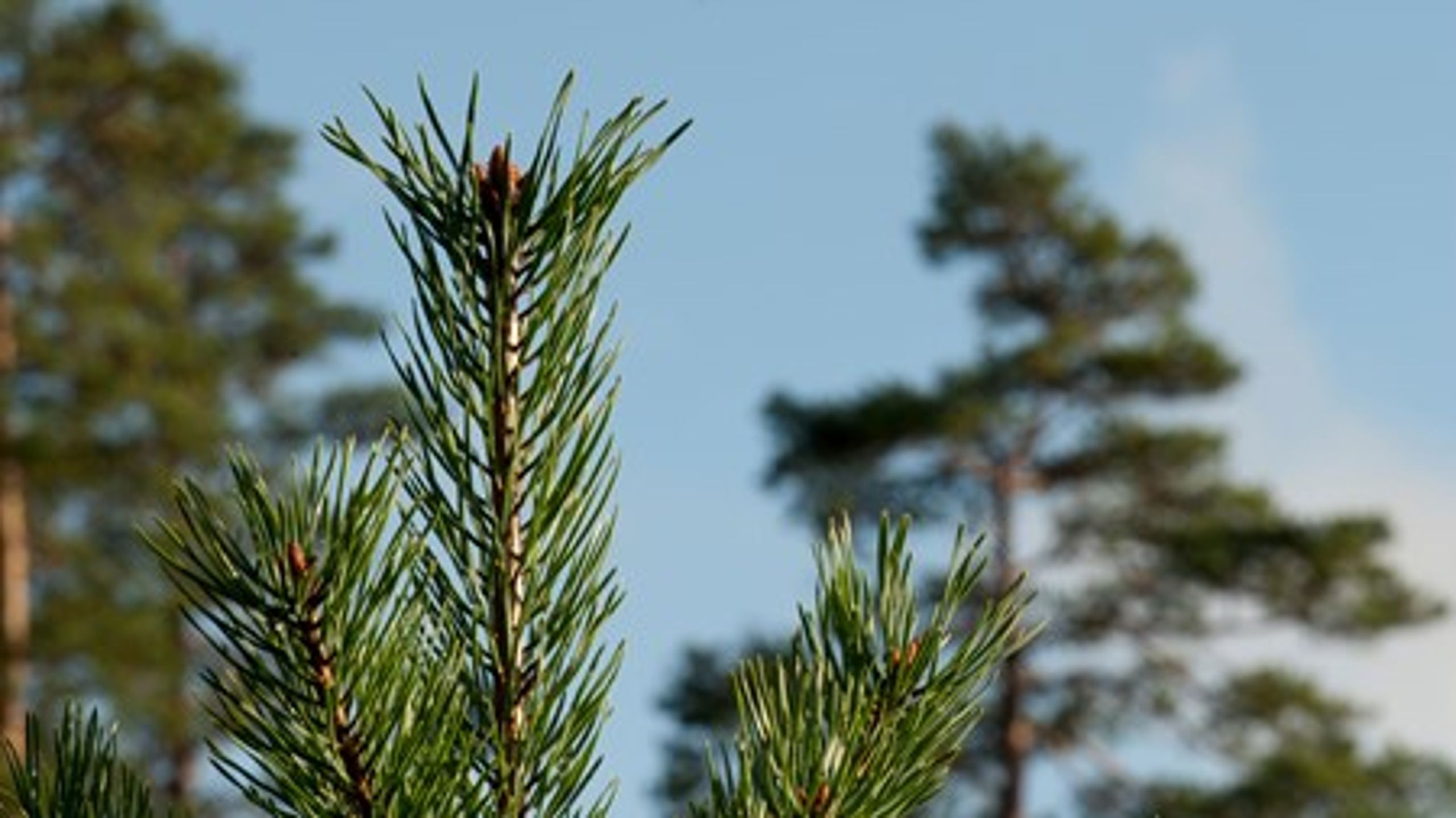 Utvecklingen för miljötillståndet i skogen är positiv. Eller negativ. Beroende på vem som svarar.