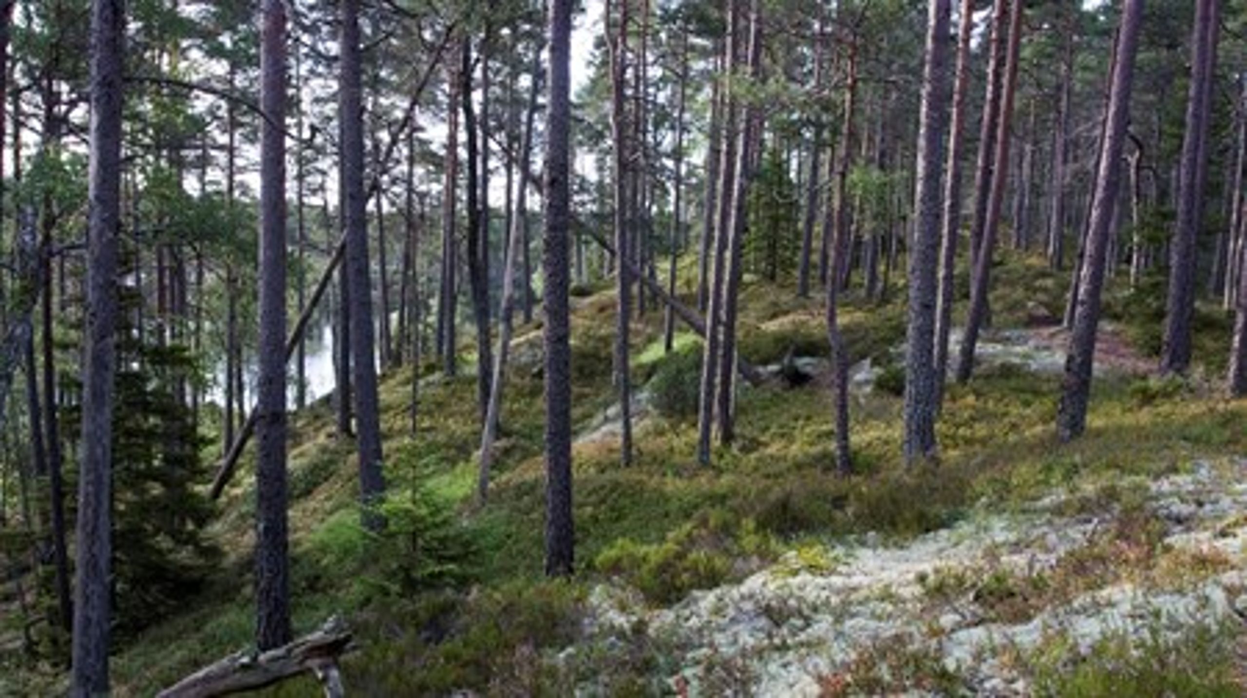 <span>Skydd av värdefull natur är ett område som behöver ökade resurser, enligt Naturvårdsverket. Skogen i&nbsp;Tresticklans nationalpark i Västra Götalands län är redan väl skyddad.<br><br></span>