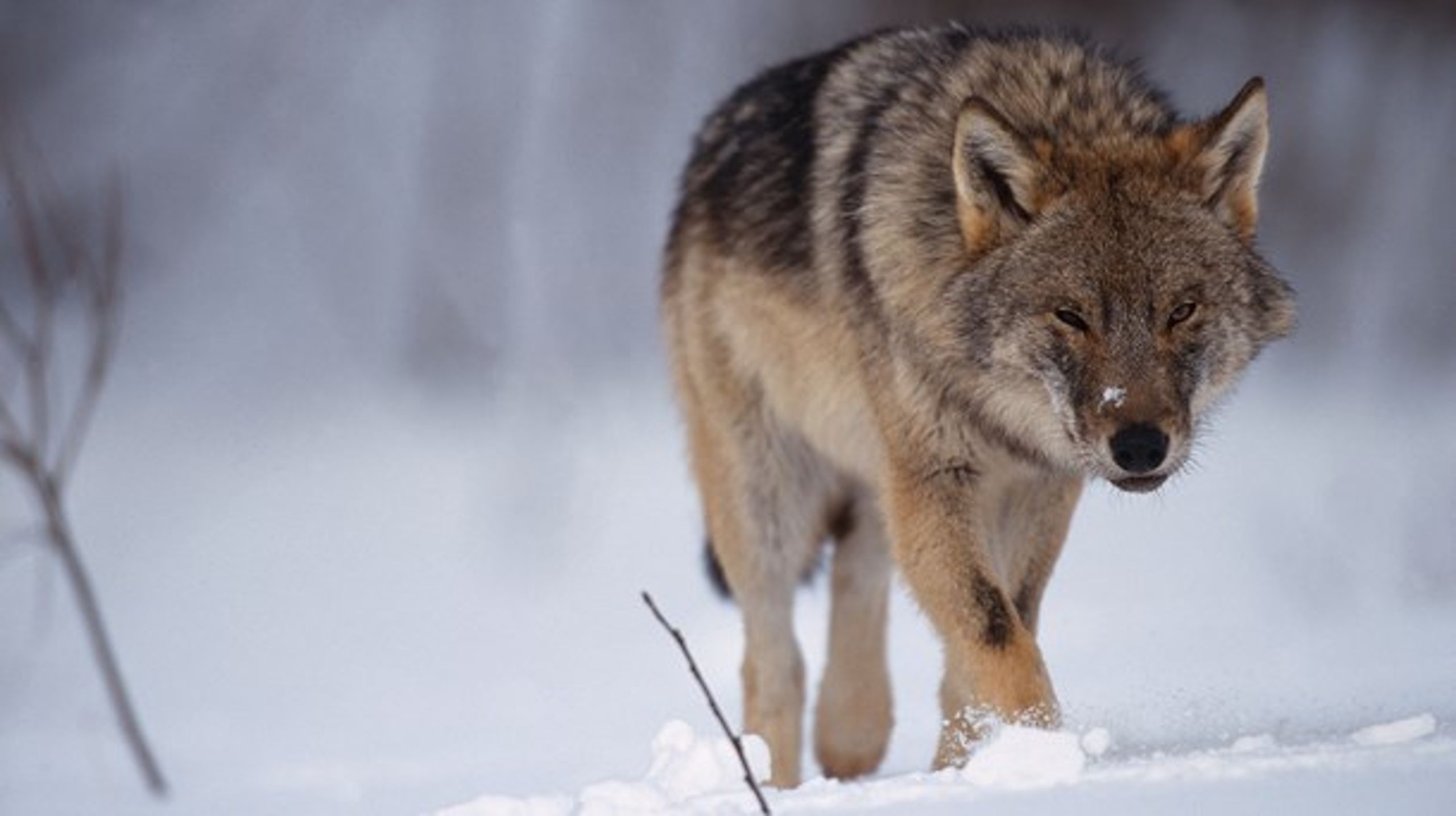 "Vi har inte ens någon tjänstebil" säger Naturvårdsverkets rovdjurshandläggare om ryktet att myndighetens anställda åkt med tjänstebil och släppt ut varg i Sörmland.