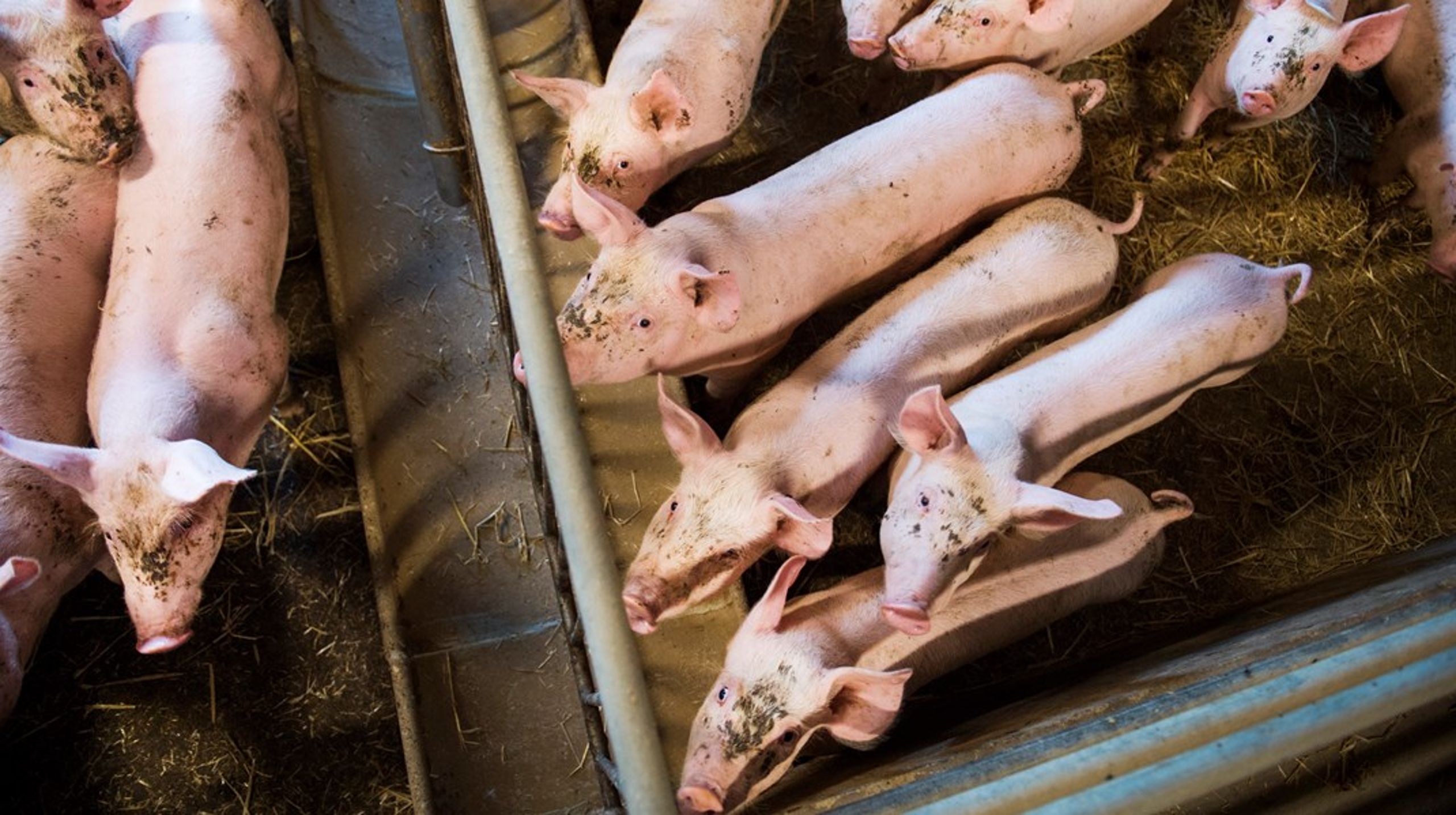 De gröna basnäringarnas småföretag kan inte ensamma bära den osäkerhet och de ekonomiska risker som potentiellt föreligger.&nbsp;