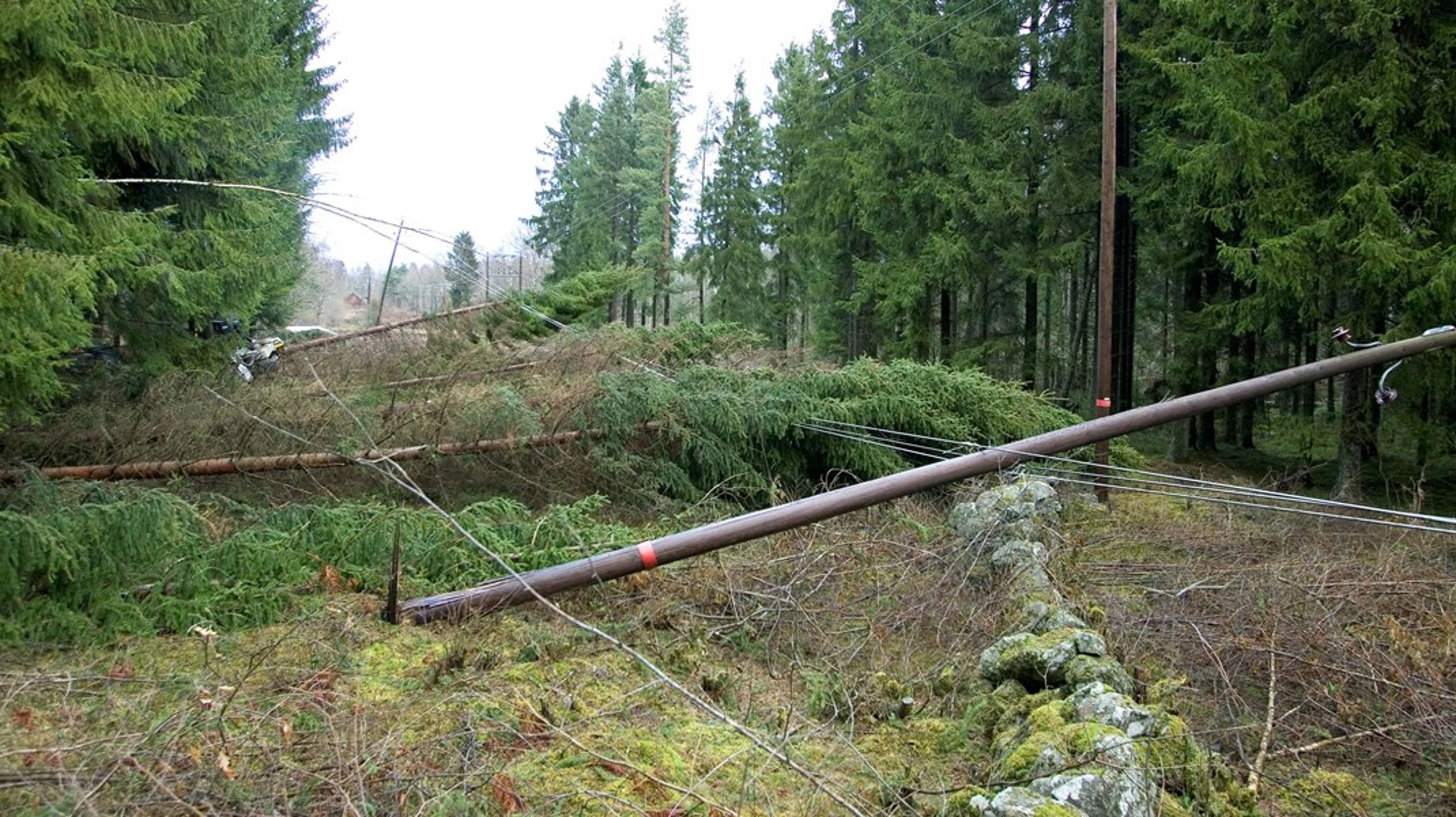 <span>Stomen Gudrun år 2005 skapade massiva elavbrott i södra Sverige. Här en förstörd ledning utanför Broby i Skåne.<br></span>