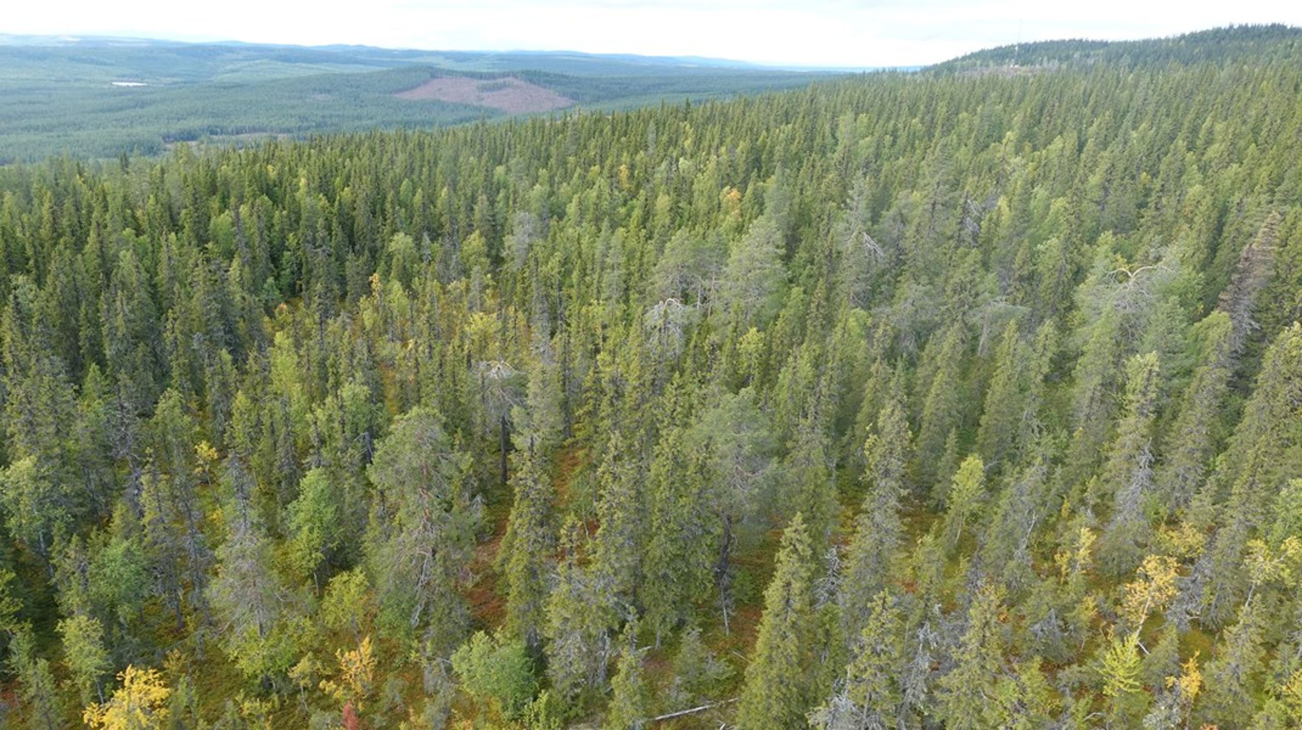 Nyligen slöt Naturvårdsverket och statliga Sveaskog en överenskommelse om att skydda 100 000 hektar fjällnära skogar. Ett av områdena är Ekorrhimmeln i Västerbottens län.