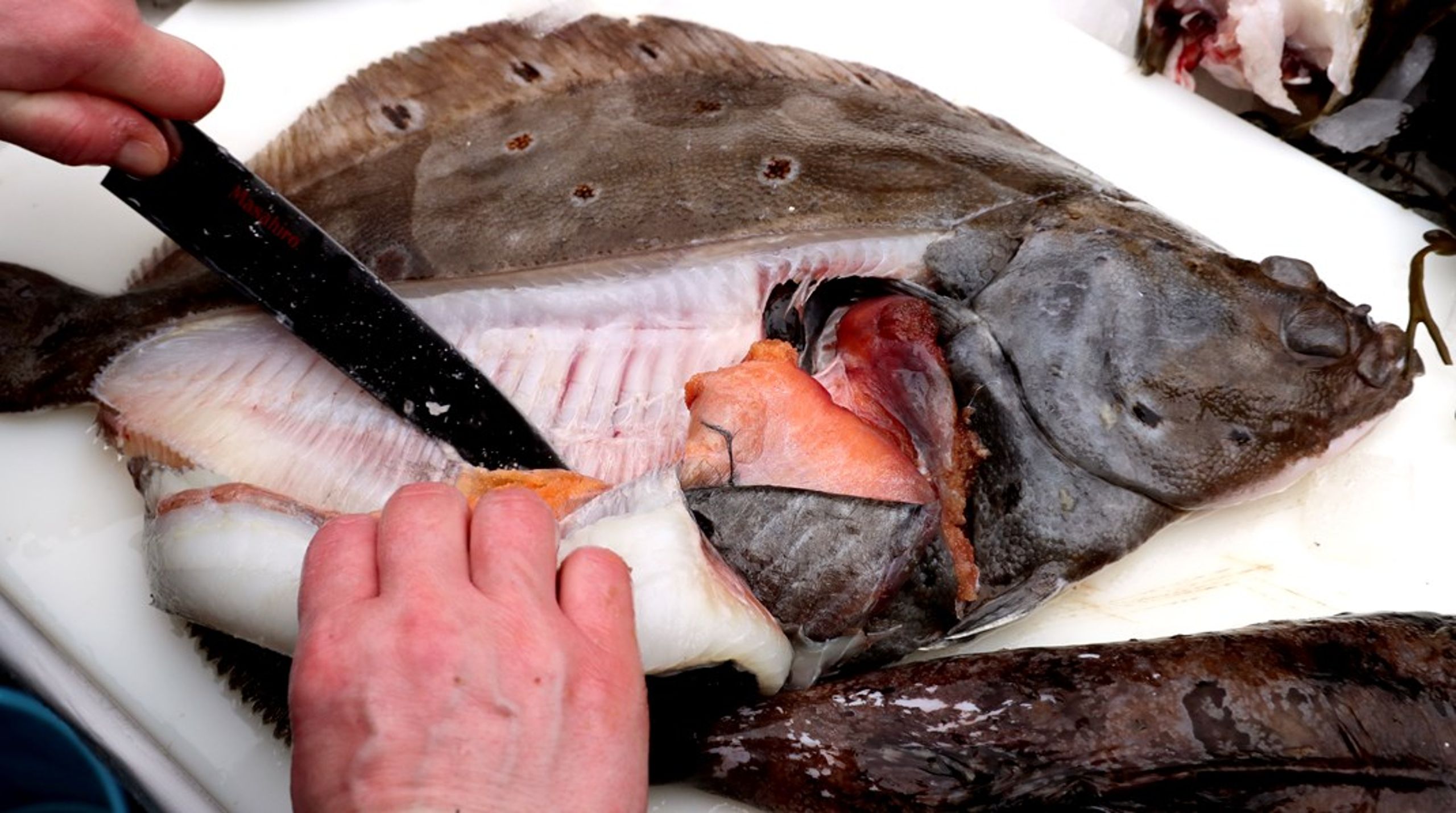 Rödspätta är en av de fiskarter som inte nyttjas i större utsträckning&nbsp;för matproduktion, skriver debattören.