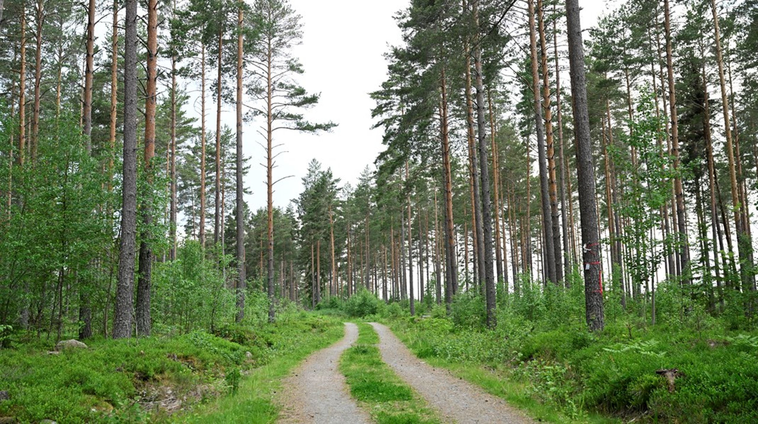 Skakig färd framåt i Miljömålsberedningen?