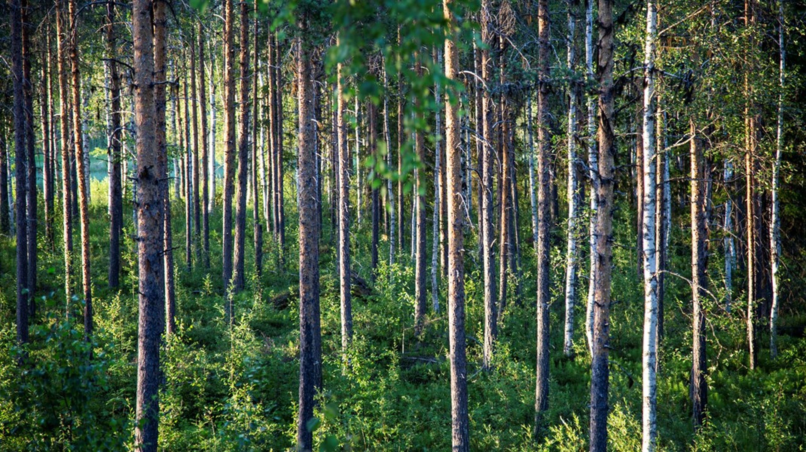 ”Inget nämns om återkomst av knärot i växande bestånd”, skriver debattörerna.&nbsp;