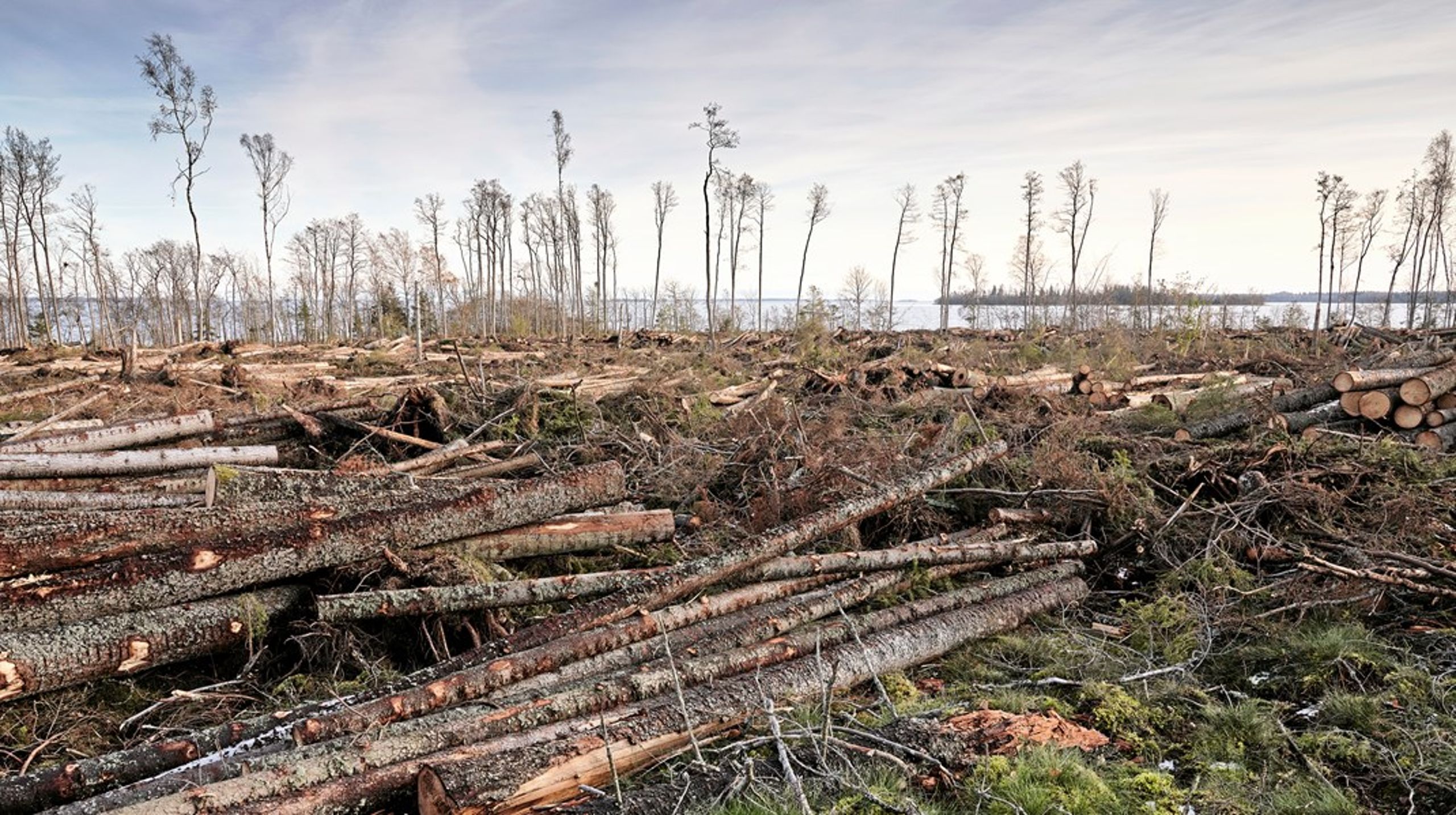 Enligt Skogsstyrelsens förslag ska gammal skog vara skog med barrträd och ädelllöv som är från 180 eller 160 år, beroende på del av Sverige, för andra lövträd gäller från 120 år och äldre.<br>