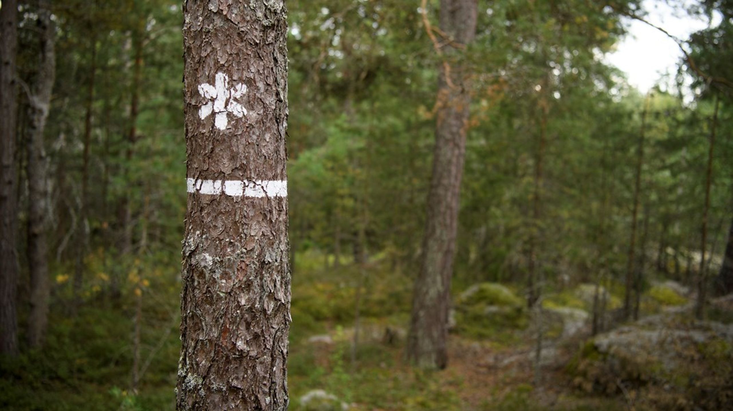 "Naturliga effekter av ett ökat antal besökare&nbsp;–&nbsp;som slitage, störningar och intressekonflikter – måste minimeras och ett område där detta är särskilt tydligt är Jämtlandsfjällen" skriver Tidöpartierna.