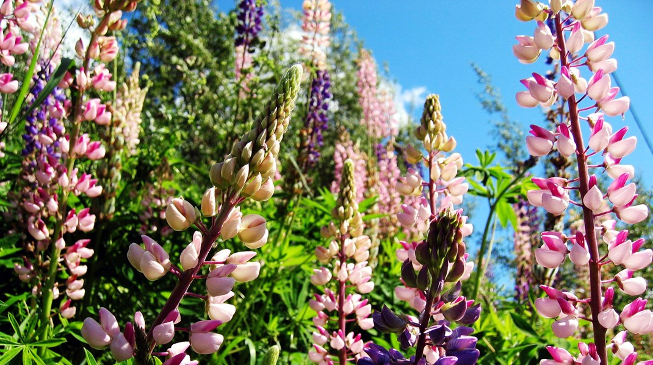 Invasiva arters affischnamn. Uppslutningen för att blomster- och sandlupin ska upp på listan har bred uppslutning. Därmed blir det förbjudet att sälja och förmedla växterna.