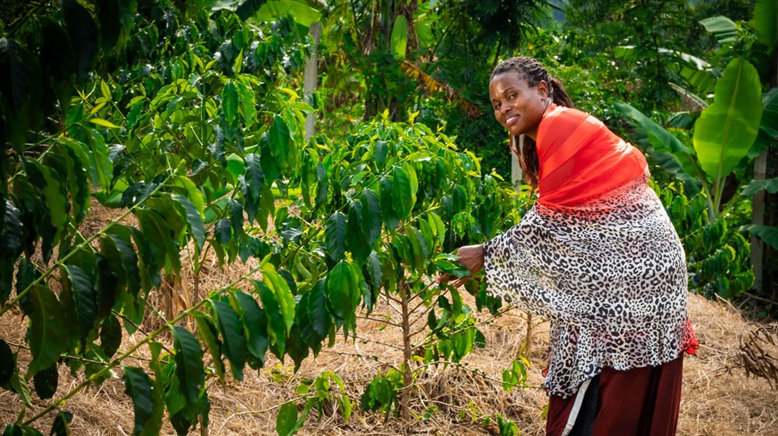 Sibasimire Iloce Musoki jobbar som kaffescout vid We Effects projekt i Uganda. Organisationen tror att hennes och andras möjligheter att jobba med innovation kan stärkas med den nya civilsamhällesstrategin för biståndet. <br>