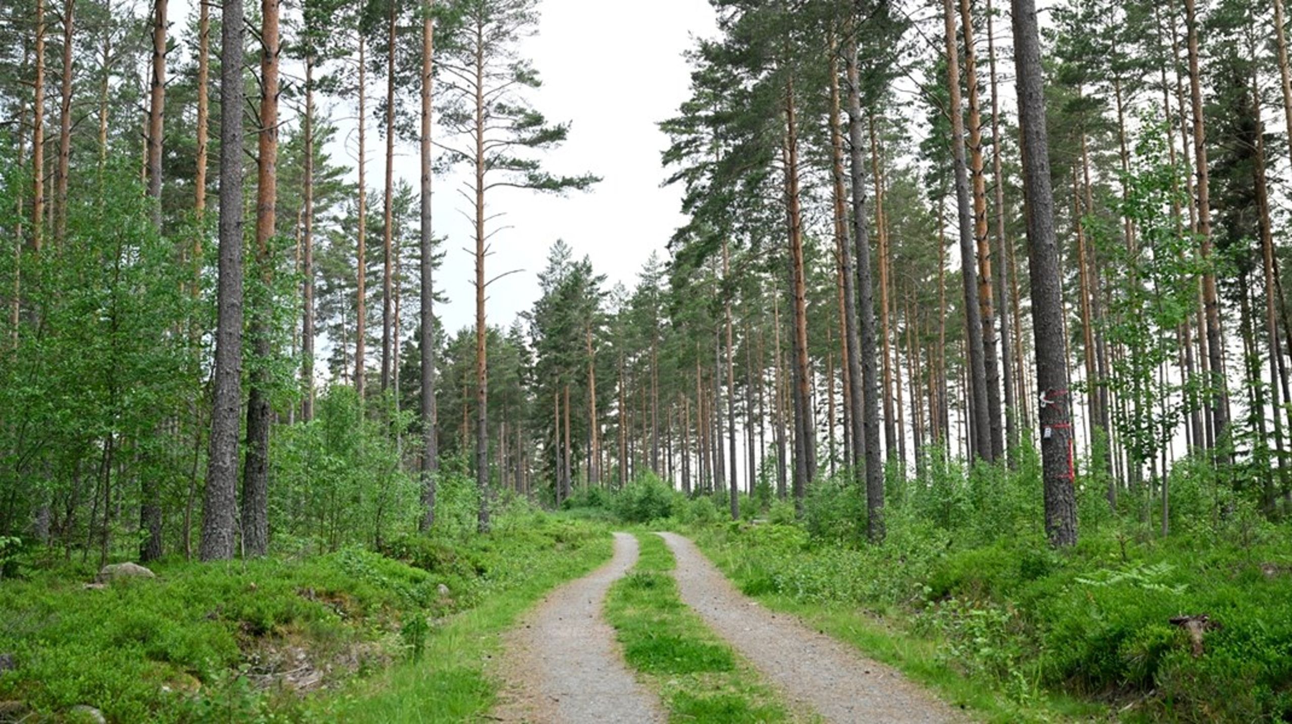 Trots omförhandlade EU-regler, anses den svenska förberedelsen för att hantera två av unionens ramklimatregelverk relativt god, konstaterar expertmyndigheterna.<br>