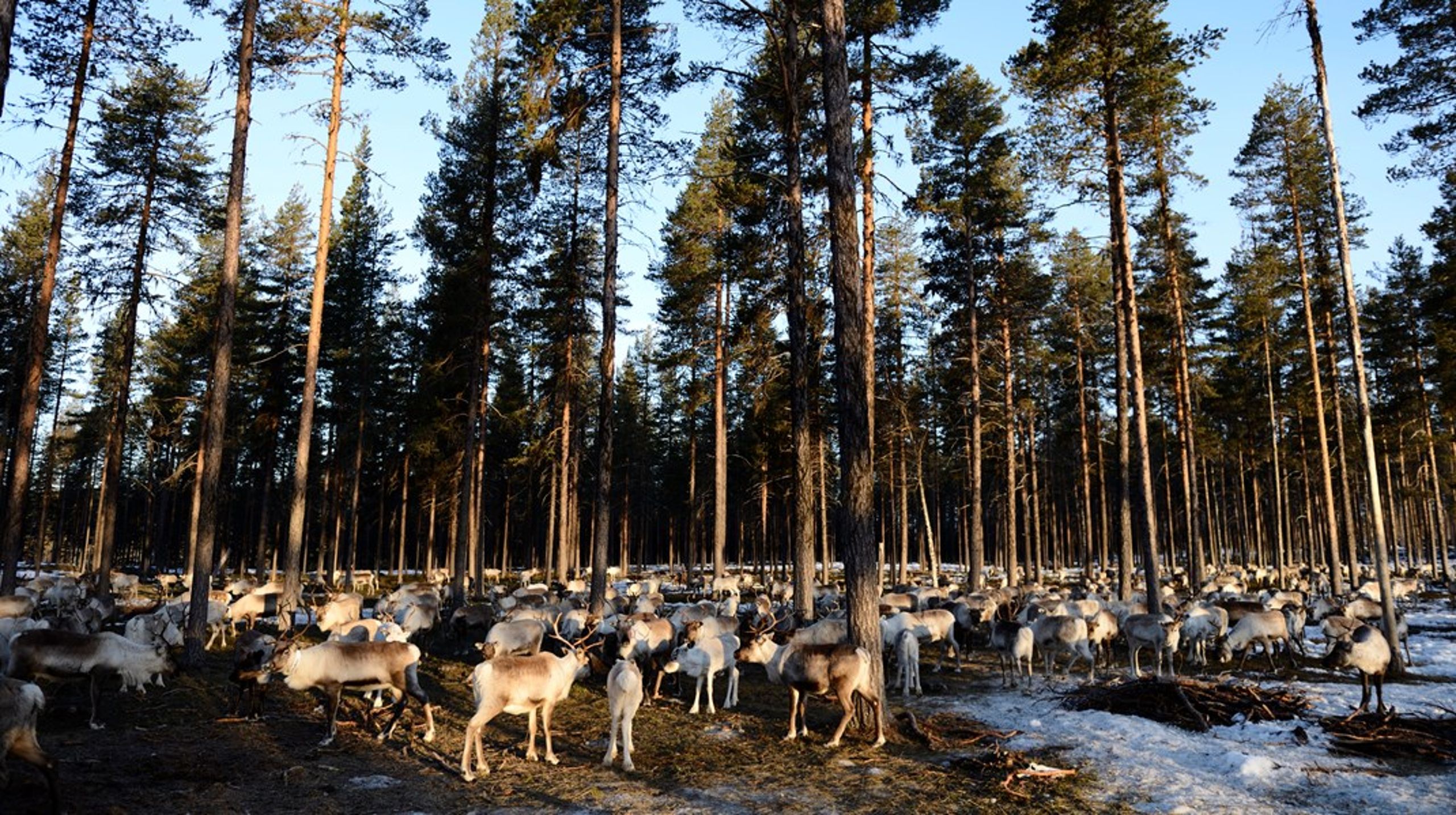 Glesare skogar och att ta hänsyn till flyttleder. Det är två sätt att anpassa skogsbruket efter renskötselns behov.&nbsp;