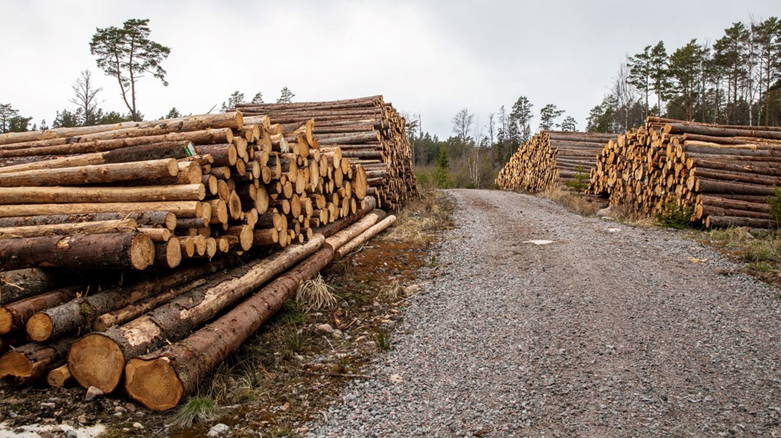 Förädlingsvärdet för skogsbruket är 1,75 gånger högre i Tyskland än i Sverige per nettoavverkad kubikmeter timmer, skriver Sten B. Nilsson.<br>