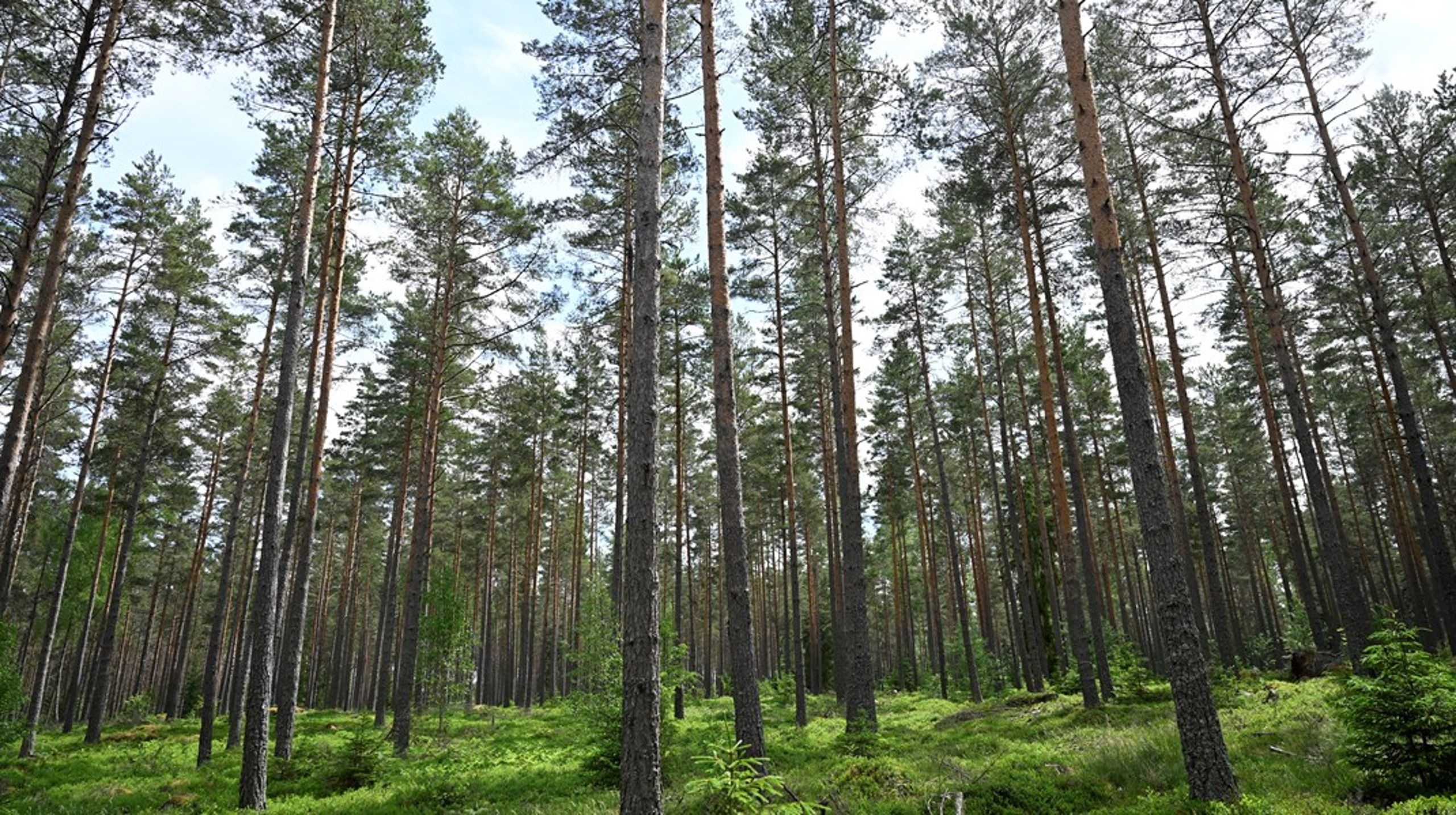 Förslag som bygger på en klimatagenda som struntar i svenska skogar och svenskt skogsbruk, är hållbarhetsmässigt bakvända, skriver debattören.