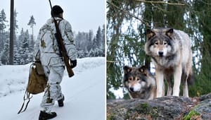 Jägarnas riksförbund: Vargar dödar fler vargar än jägarna