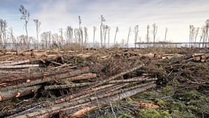 Skogsstyrelsen vill inte begränsa sin tolkning av gammal skog