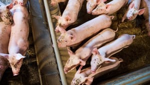 Varför säger inte MP nej till subventionerad animalieproduktion?