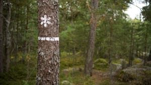 Naturvårdsverket begär dryg miljard till naturen – får 137 miljoner