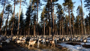 Rennäringens organisation om kyrkans skogsutredning: Ett steg i rätt riktning