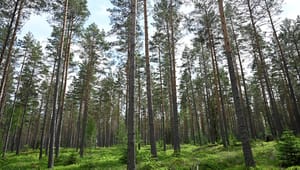 Professor: Därför vinner de svenska skogarna klimatracet 