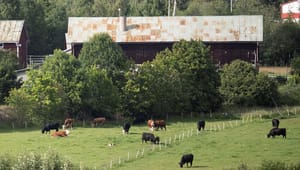 LRF: Svenska markägare förlorar när staten försöker runda äganderätten