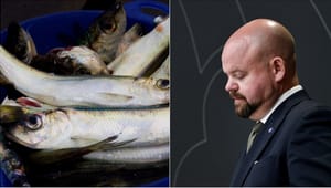 Har Kullgren viljan eller modet att rädda östersjöfisken?