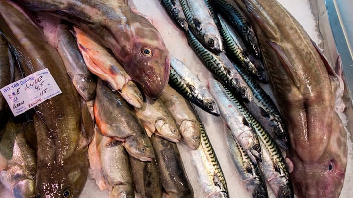 Regeringen måste rädda fiskbeståndet i Östersjön