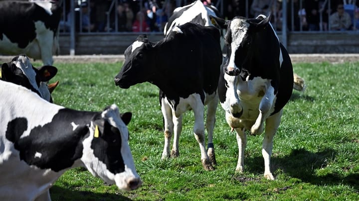 Kampanjen mot kornas betesrätt är dålig PR för mjölkbönder, LRF