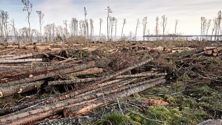 Skogsprofessor: Svenska skogsägare får reglerad frihet och mycket ansvar
