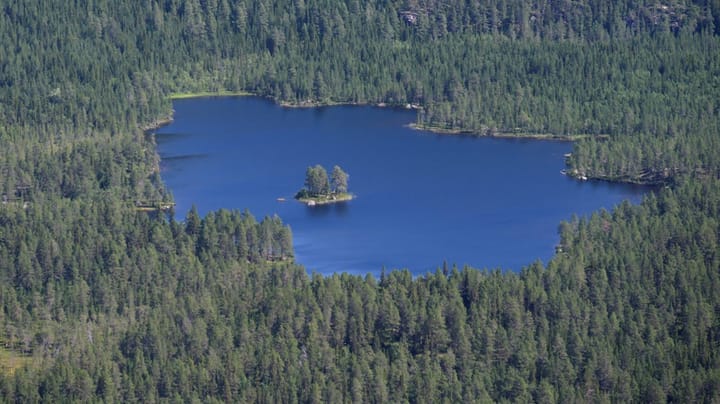 Nej, fjällnära skog försvinner inte i en ”rasande” takt