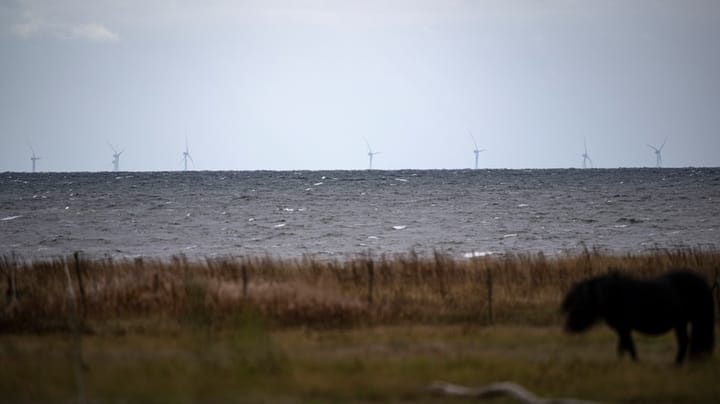 Efter varning om lagbrott: Danska partier vill utreda miljöbedömningar av havsvindkraften