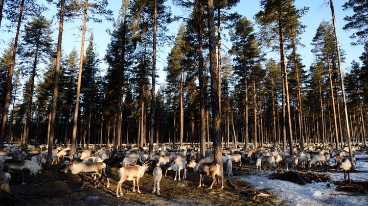 Rennäringens organisation om kyrkans skogsutredning: Ett steg i rätt riktning