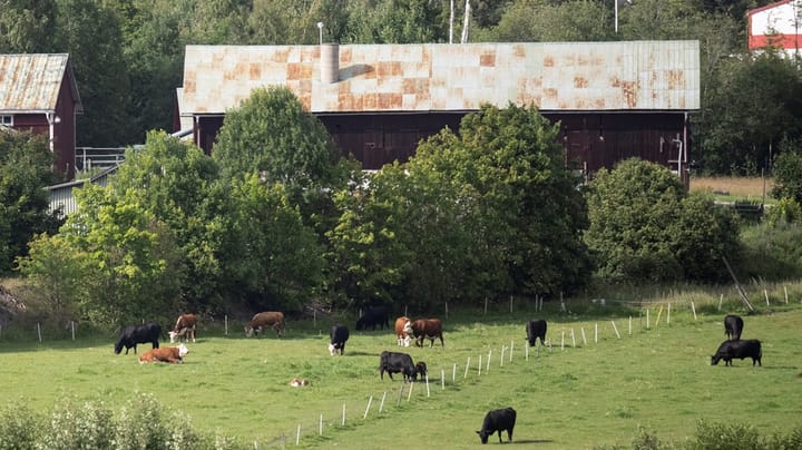 LRF: Svenska markägare förlorar när staten försöker runda äganderätten