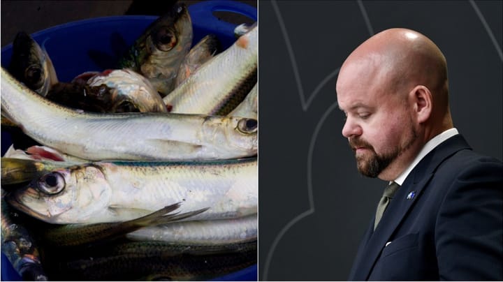 Har Kullgren viljan eller modet att rädda östersjöfisken?